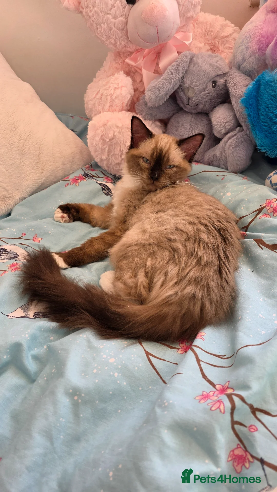 Ragdoll cats for sale: Beautiful Seal Mink Kitten - Advert 2