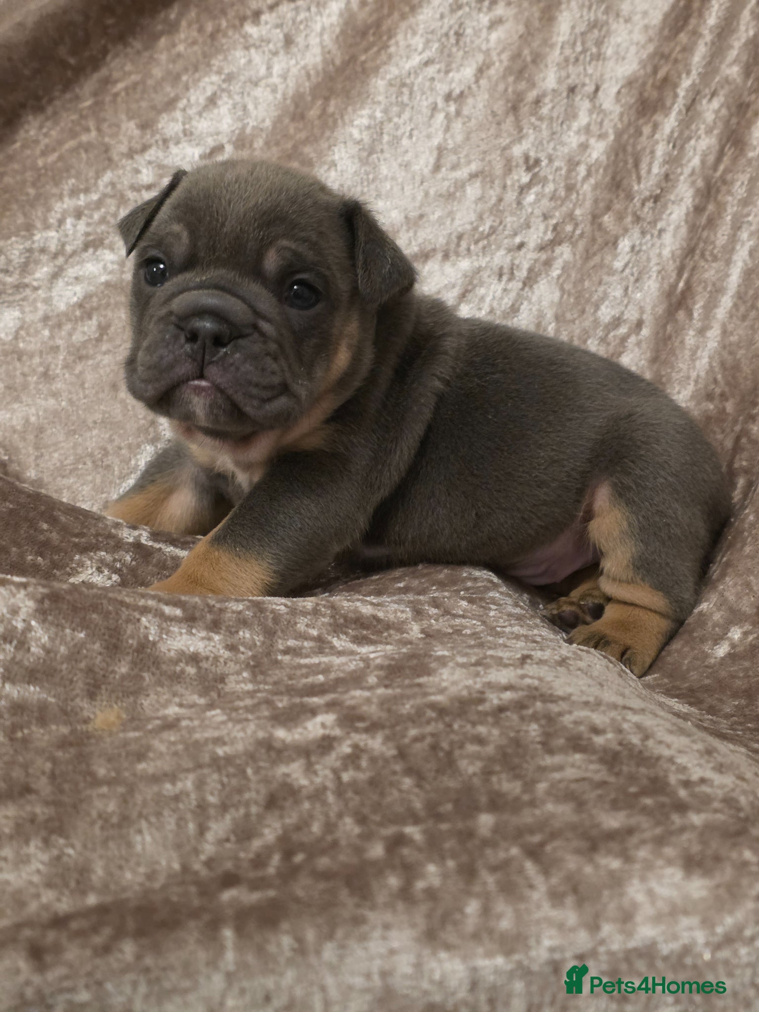English Bulldog dogs british bulldog pups - Advert 2