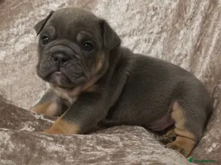 English Bulldog dogs british bulldog pups - Advert 2