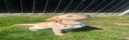 Labrador Retriever dogs for sale: Golden Labrador puppy and full set up - Advert 4