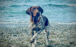 German Shorthaired Pointer dogs for sale: GSP Puppies Due October 2025 - Image 4