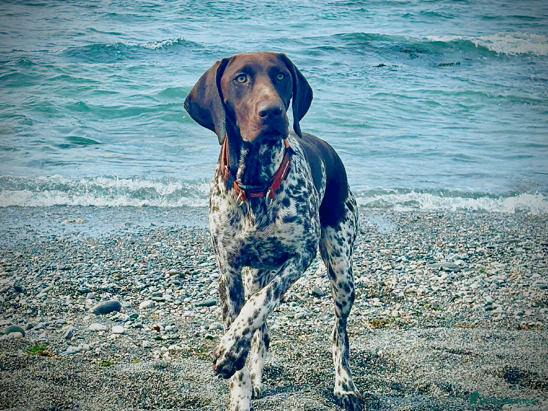 German Shorthaired Pointer dogs for sale: GSP Puppies Due October 2025 - Image 4