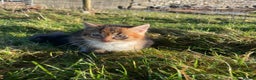 Mixed Breed cats for sale: 4 Farm cats - Advert 6
