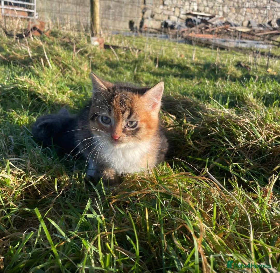 Mixed Breed cats for sale: 4 Farm cats - Advert 6