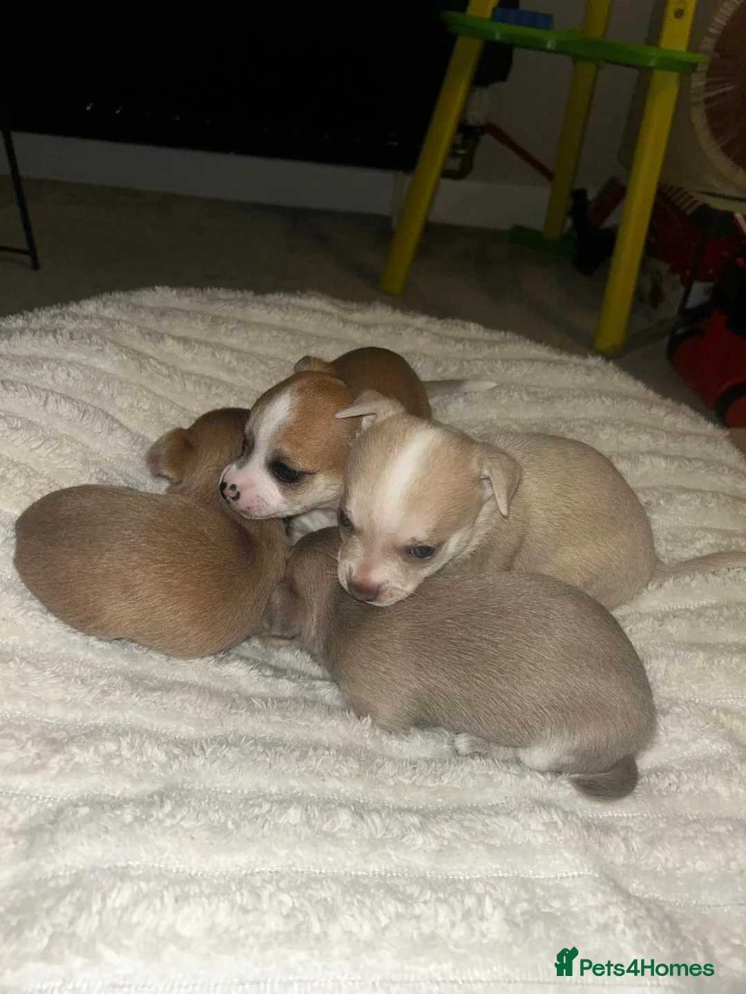 Chihuahua dogs for sale: 💛💚RefucedPEDIGREE CHIHUAHUAS💚💛 1 BOY LEFT - Advert 10