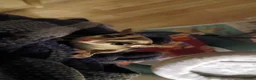 Sugar Glider rodents for sale: 2 Bonded Sugar Gliders Female - Advert 4