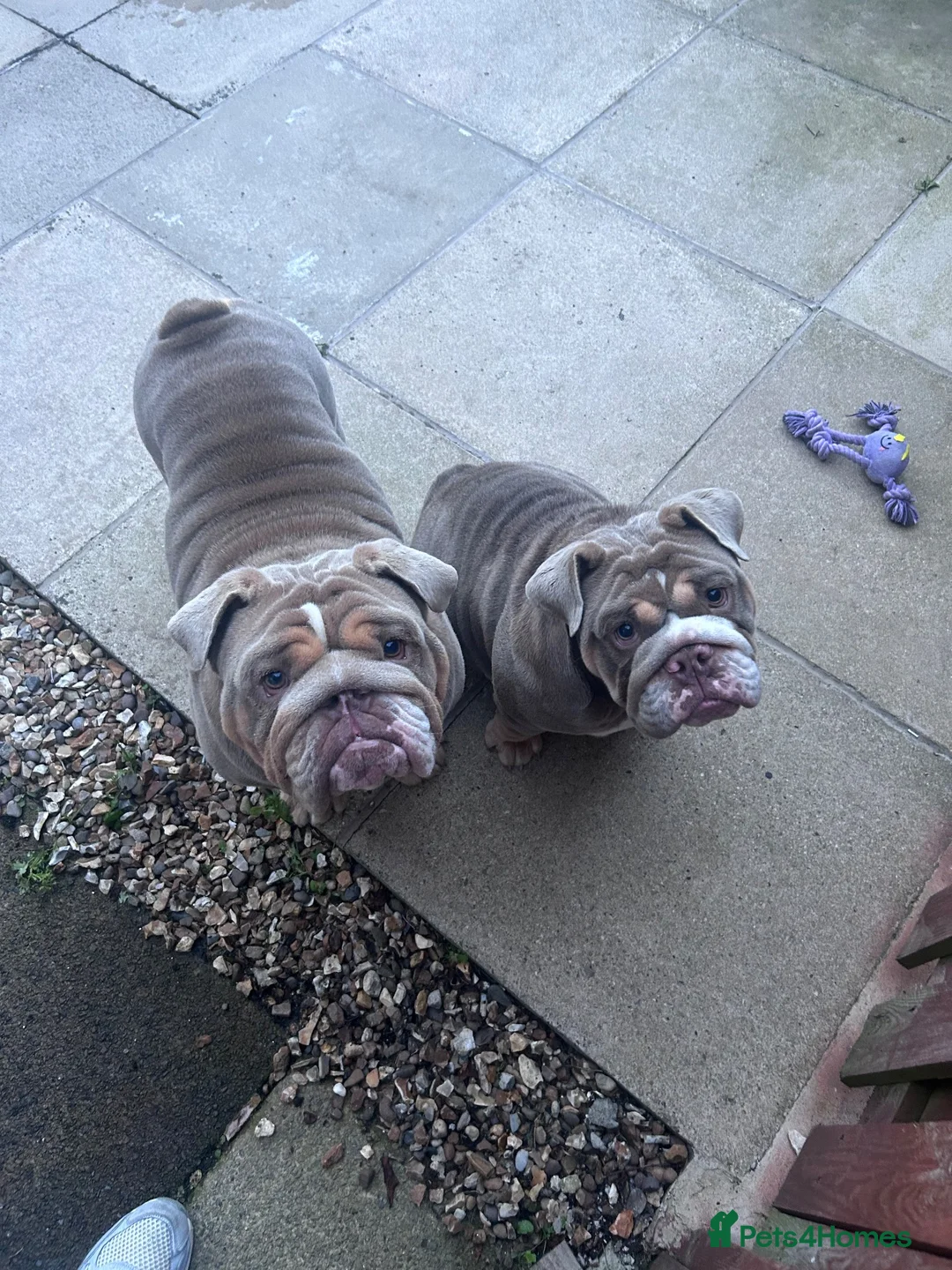 English Bulldog dogs for sale: £2100 for both beautiful english bull dogs - Advert 2