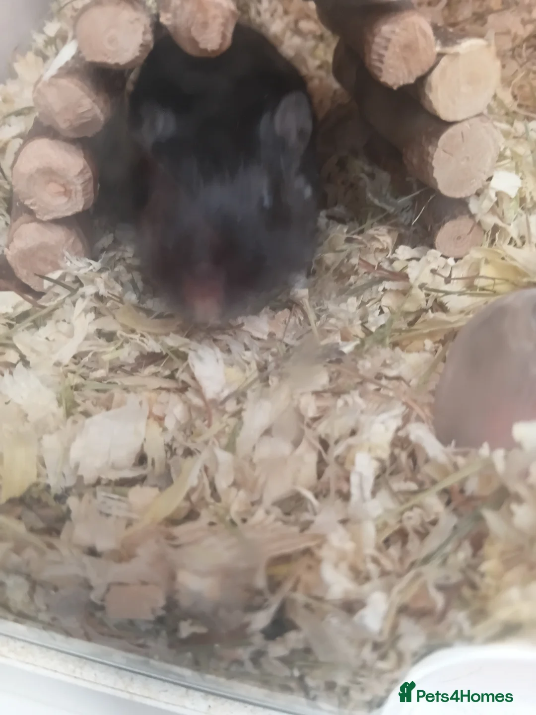 Gerbil rodents for sale: Gerbils needing a new home - Advert 6