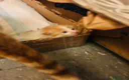Mixed Breed cats for sale: Cat and kittens - Image 7