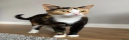 Mixed Breed cats for sale: Gorgeous calico kittens 🐾  - Advert 2