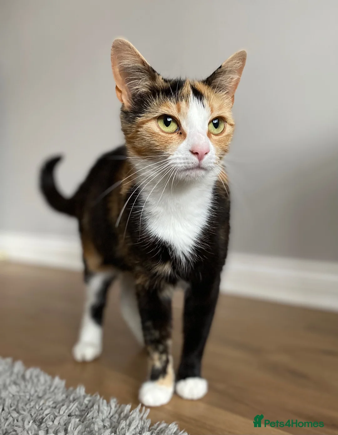 Mixed Breed cats for sale: Gorgeous calico kittens 🐾  - Advert 2