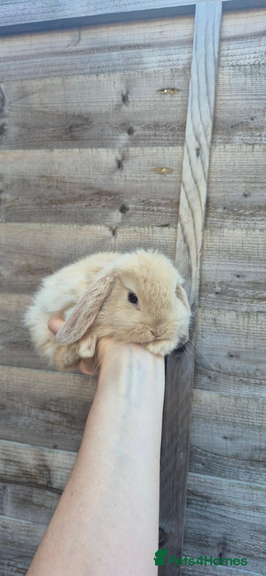 Mini Lop rabbits Gorgeous Mini Lop bunny available - Advert 12