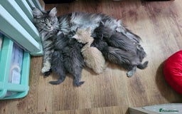 Maine Coon cats for sale: GCCF Registered Pedigree Maine Coon Kittens - Image 5