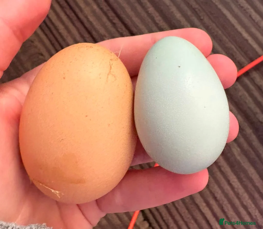 Chickens poultry for sale: Araucana hen - Advert 4