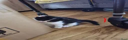 British Longhair cats for sale: Long haired kittens  in Waterlooville - Advert 38