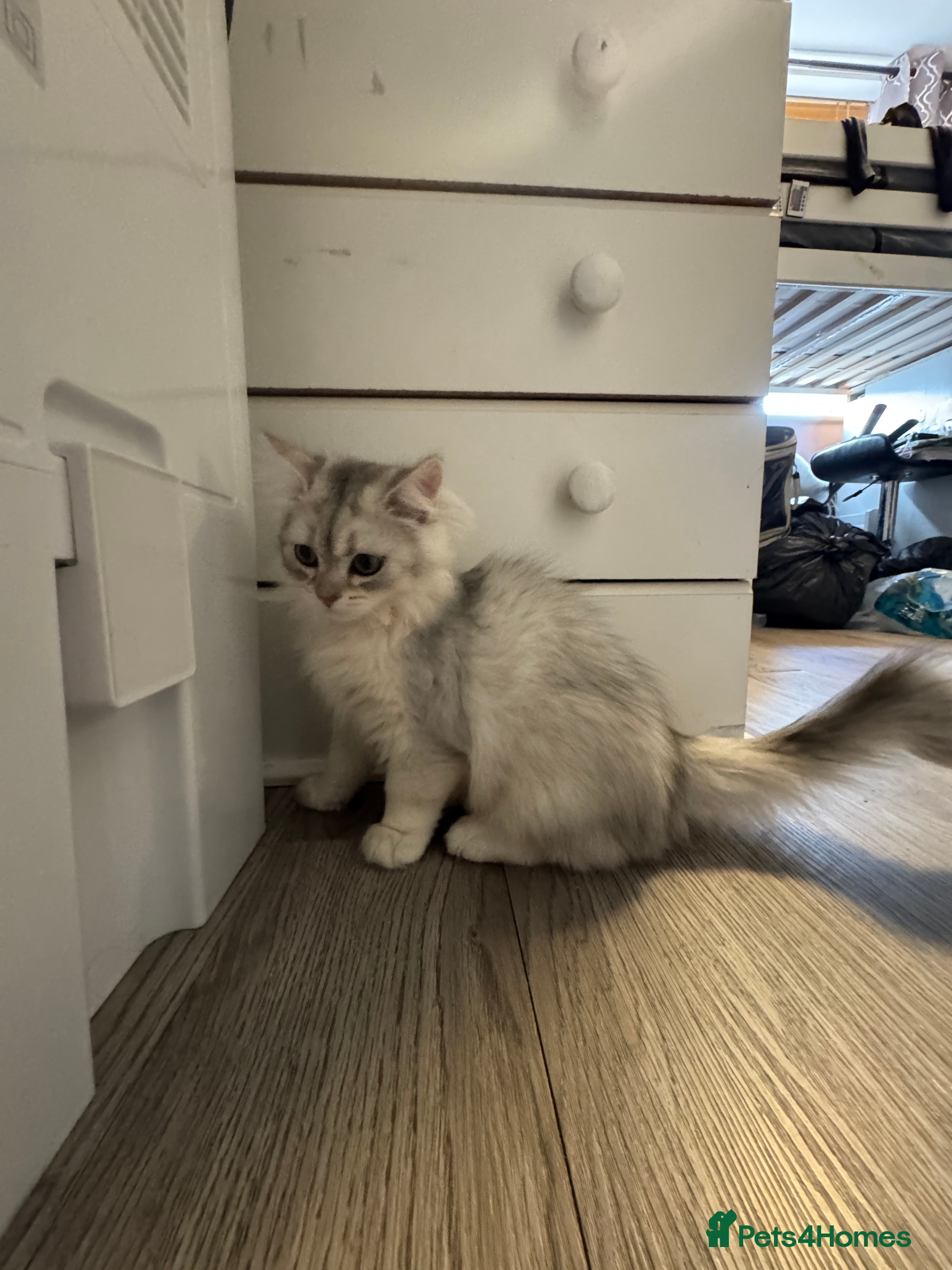 British Shorthair cats British Shorthair & longhair Chinchilla available  - Advert 2