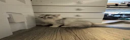 British Shorthair cats for sale: British Shorthair & longhair Chinchilla available  - Advert 2