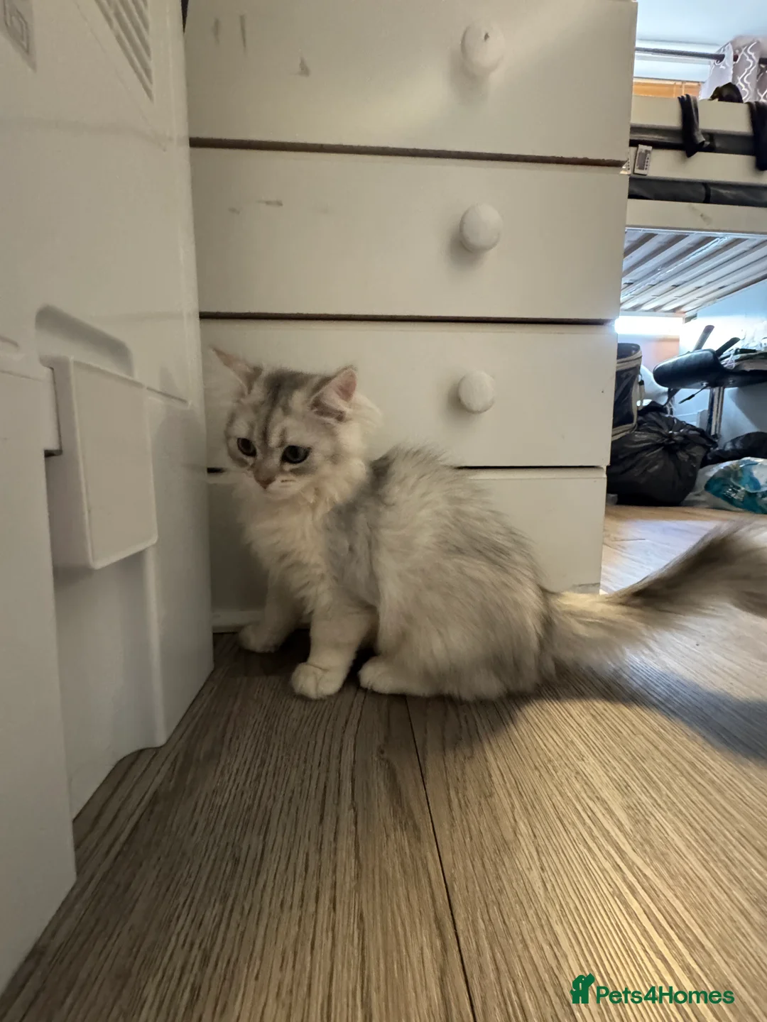 British Shorthair cats for sale: British Shorthair & longhair Chinchilla available  - Advert 2