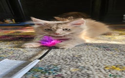 Maine Coon cats for sale: TICA Reg Maine Coon Kittens - Image 16