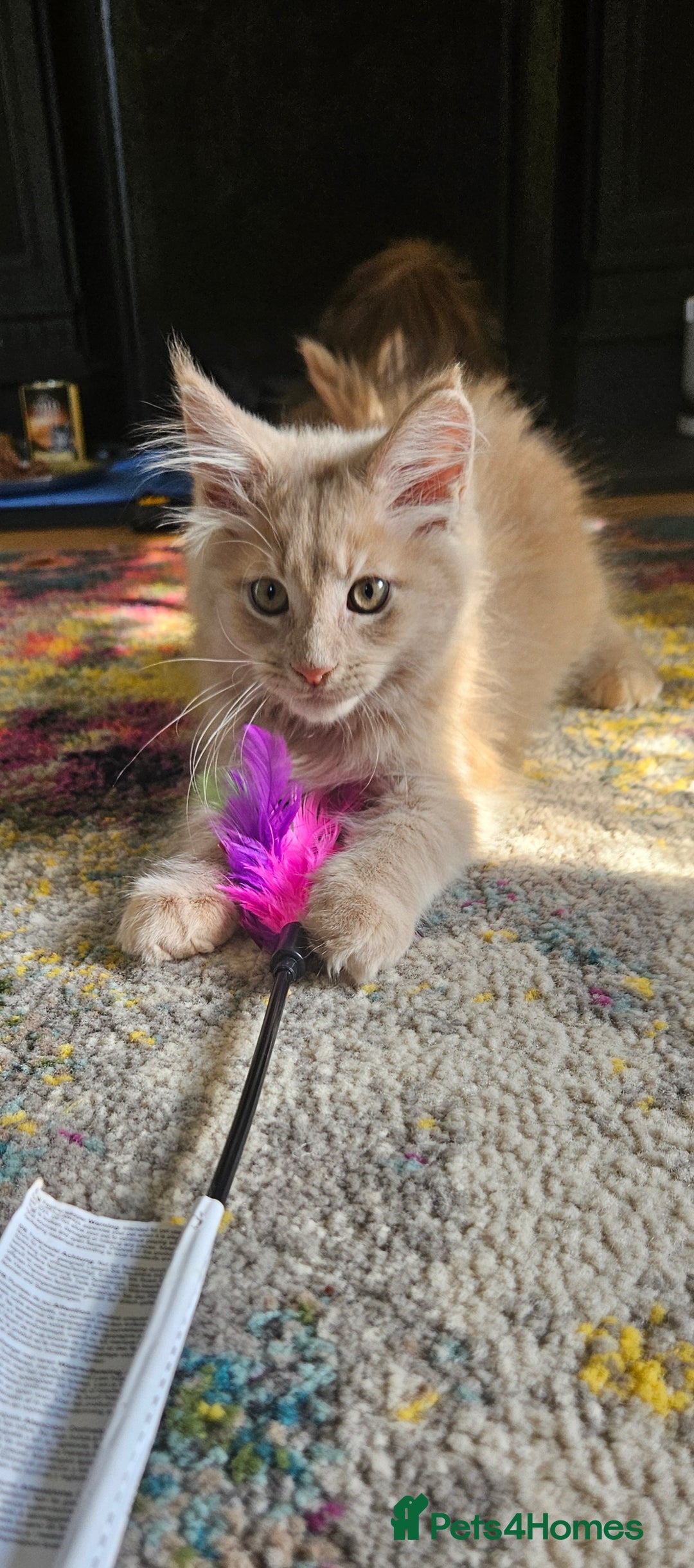 Maine Coon cats for sale: TICA Reg Maine Coon Kittens - Image 16