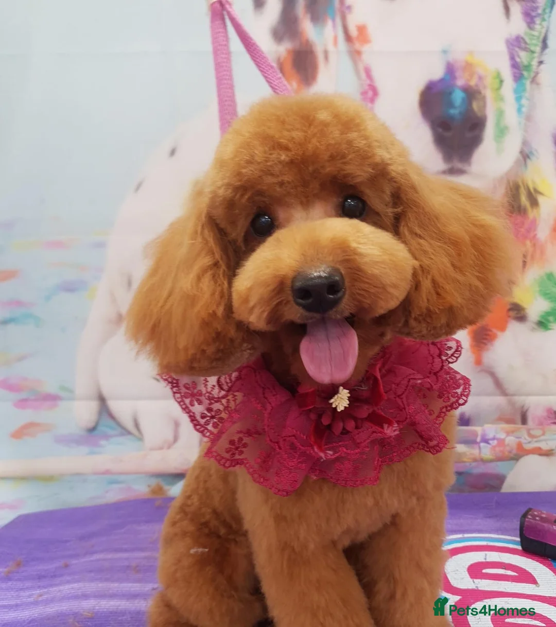 Toy Poodle dogs for sale:  TOY POODLE KC 5 GENERATION PEDIGREE - Advert 2