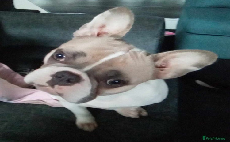 French Bulldog dogs French bulldog free (co owner wanted) - Advert 14