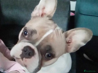 French Bulldog dogs for sale: French bulldog free (co owner wanted) - Advert 1