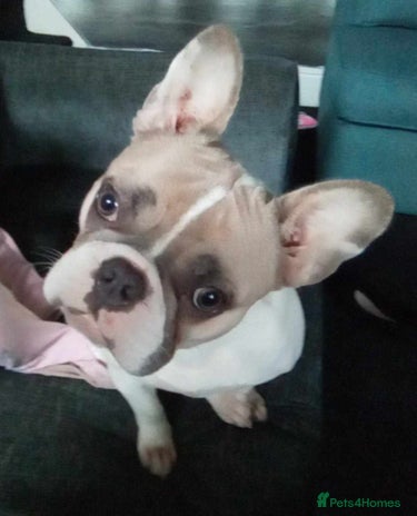 French Bulldog dogs French bulldog free (co owner wanted) - Advert 2