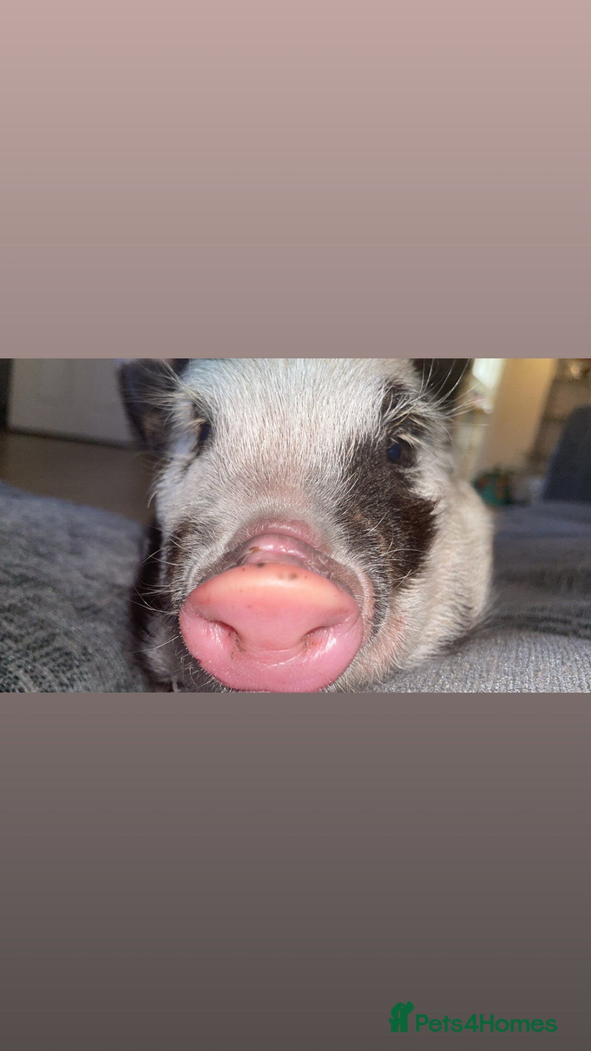 Pig livestock Mini pig - Advert 12