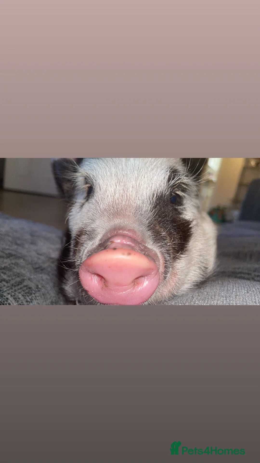 Pig livestock for sale: Mini pig in Spennymoor - Advert 1