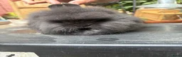 Lionhead rabbits for sale: Lion head  - Advert 3