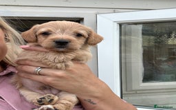 Jackapoo dogs for sale: Jackapoos - Image 8