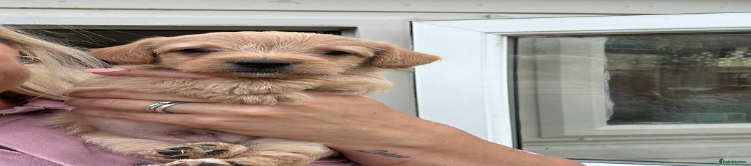 Jackapoo Puppy 6