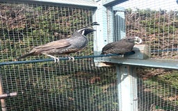 Quail poultry for sale: Californian quail - Image 1