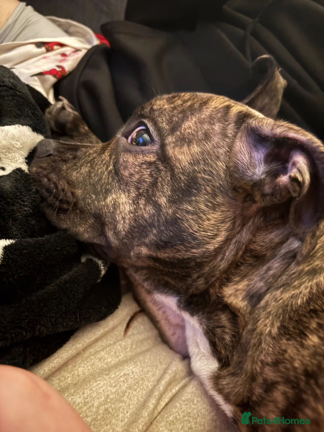 Mixed Breed dogs for sale: Staffordshire bull terrier puppy  in Birmingham - Advert 4