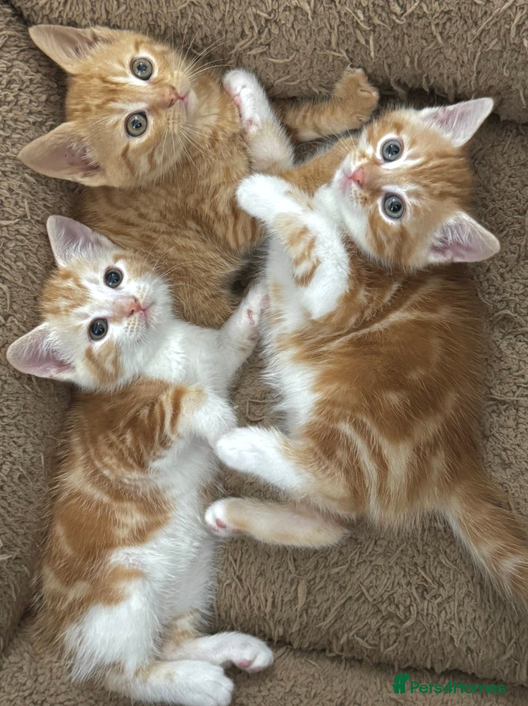 Mixed Breed cats for sale: GORGEOUS KITTENS  - Advert 4