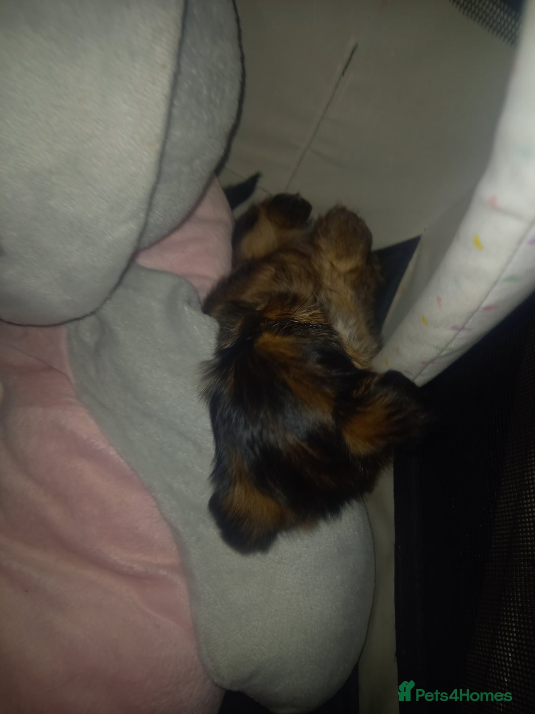 Shorkie dogs for sale: Beautiful shorkie babies  - Advert 6