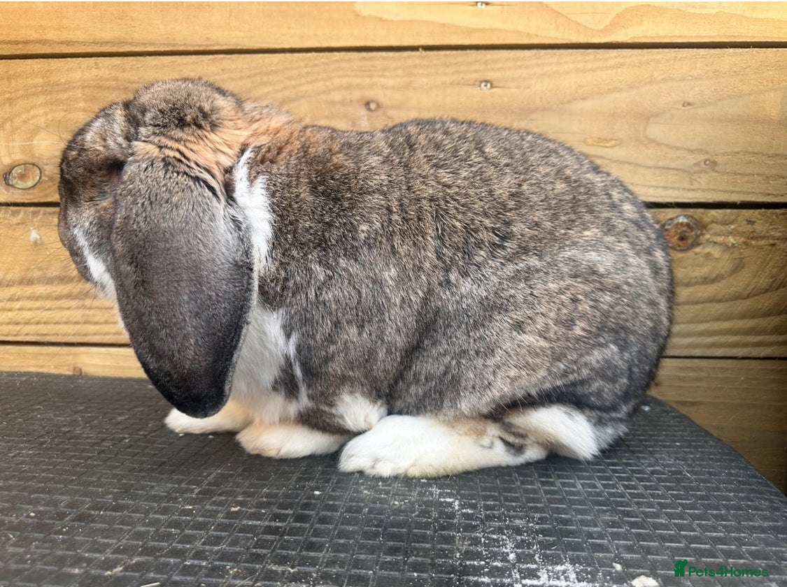 French Lop rabbits for sale: French lop - Advert 11