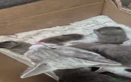 Russian Blue cats for sale: Pure Russian Blue Kittens 😸 💙 😍  - Image 6