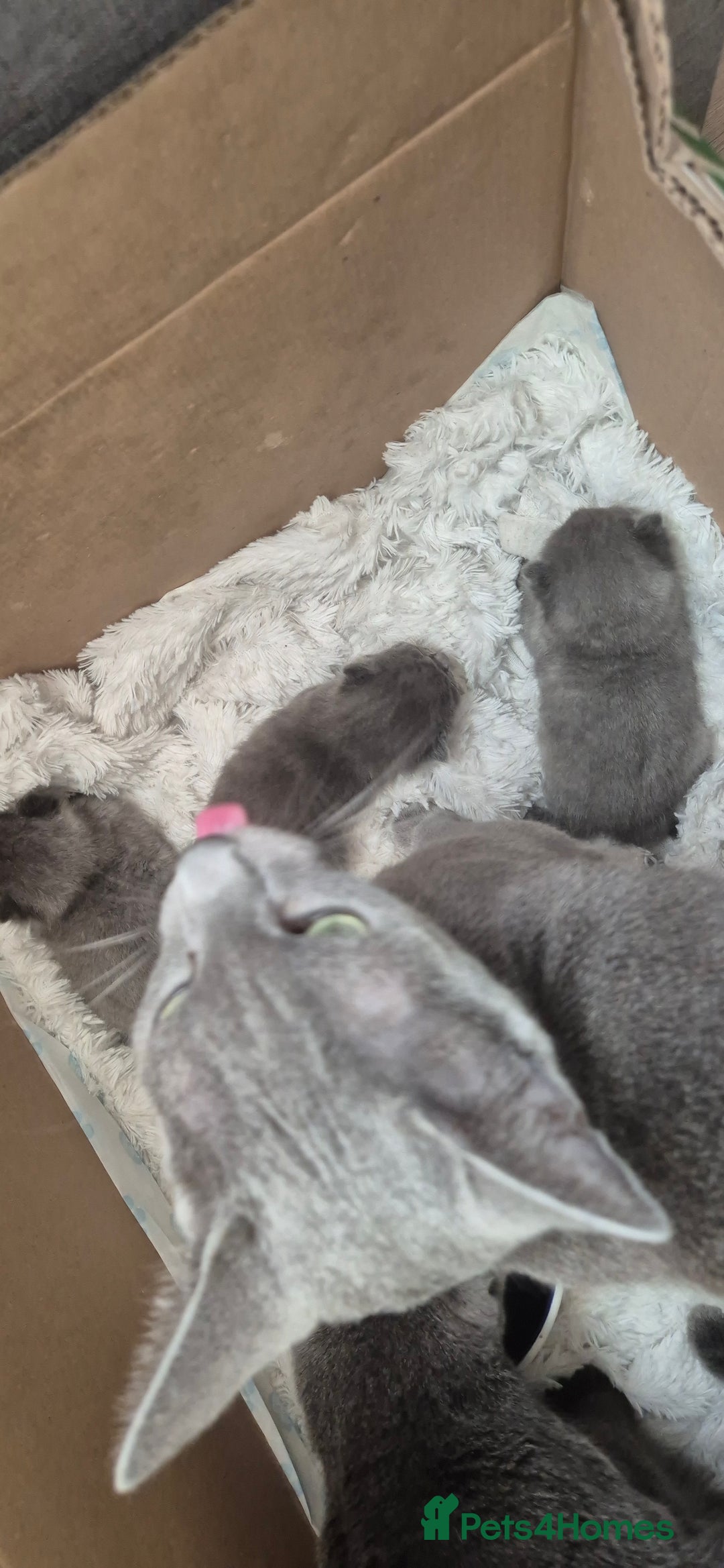 Russian Blue cats for sale: Pure Russian Blue Kittens 😸 💙 😍  - Image 6