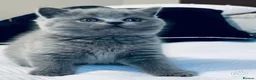 British Shorthair cats for sale: Chubby British Shorthair kitten  - Advert 3