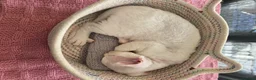 Devon Rex cats for sale: 🐾 Expected Devon Rex Kittens–August 2026 🐾 - Advert 16