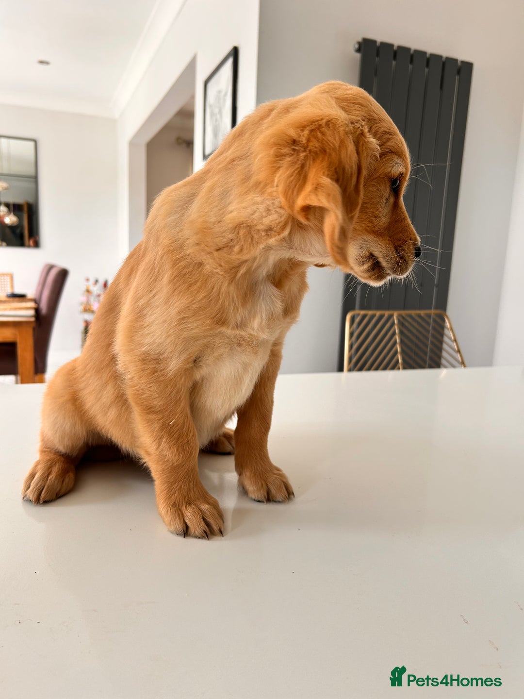 Golden Retriever dogs for sale: Golden Retriever Puppies  - Image 15