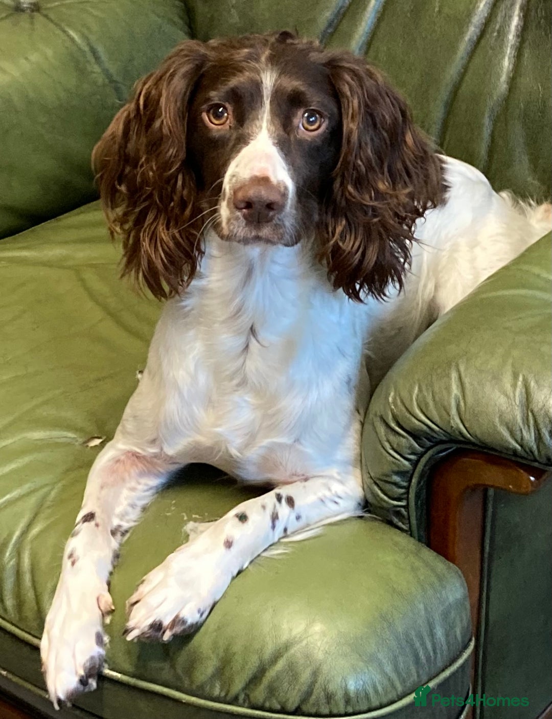 English Springer Spaniel dogs for sale: FTCH sired English Springer Spaniel Puppies - Image 4
