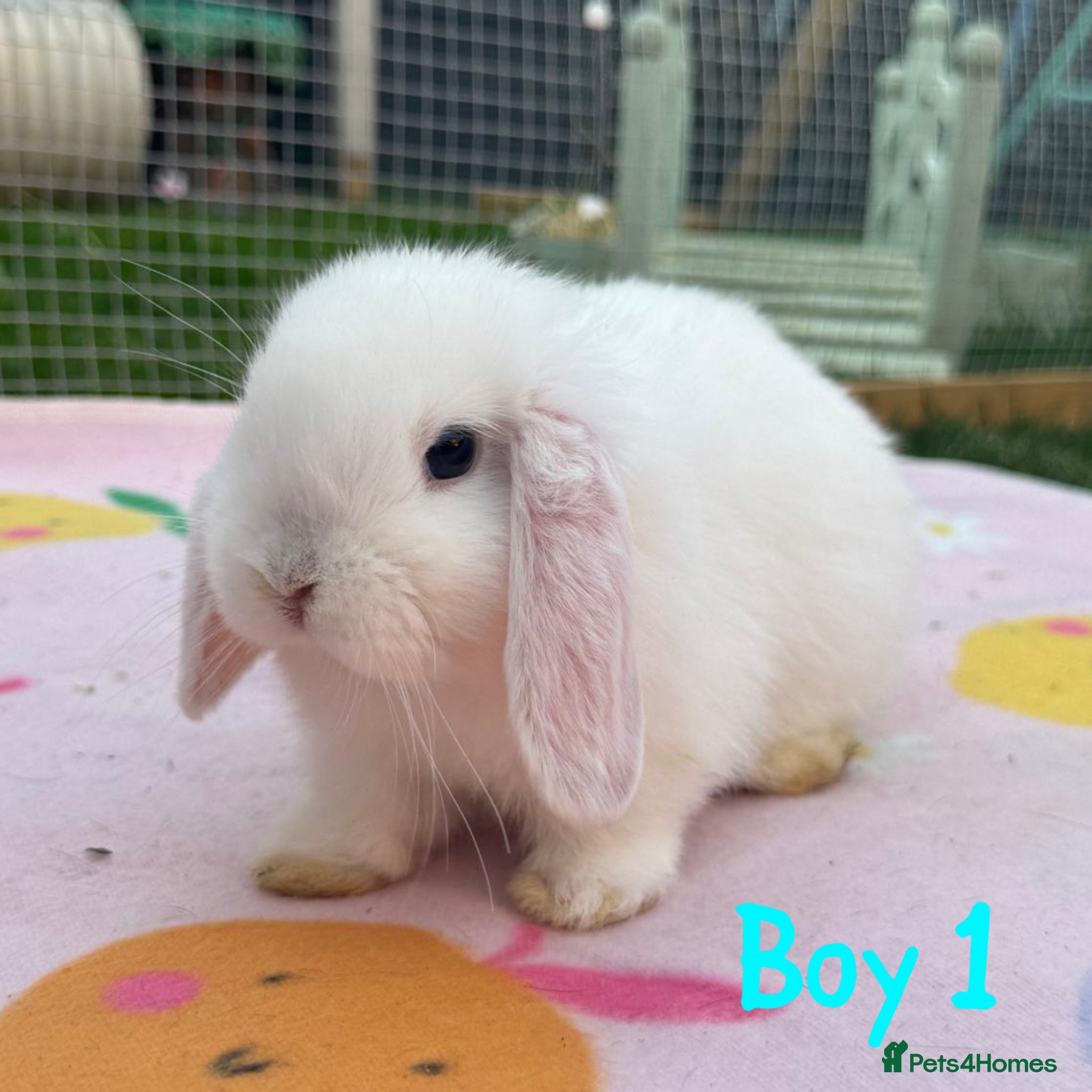 Mini Lop rabbits Mini lops babies ready for their forever homes  - Advert 2
