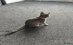 Bengal cats for sale: Tabby/bengal kitten - Image 3