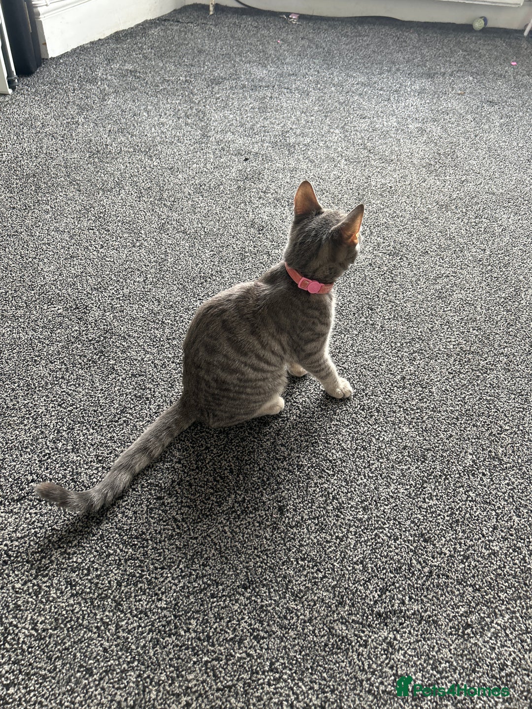 Bengal cats for sale: Tabby/bengal kitten - Image 3