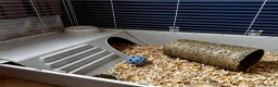 Guinea Pig rodents for sale: 2 Bonded Male Guinea Pigs + Full Setup & Extras in Oswestry - Advert 10