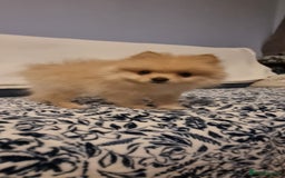 Pomeranian dogs for sale: 1 cream sable Pomeranian puppy. - Image 11