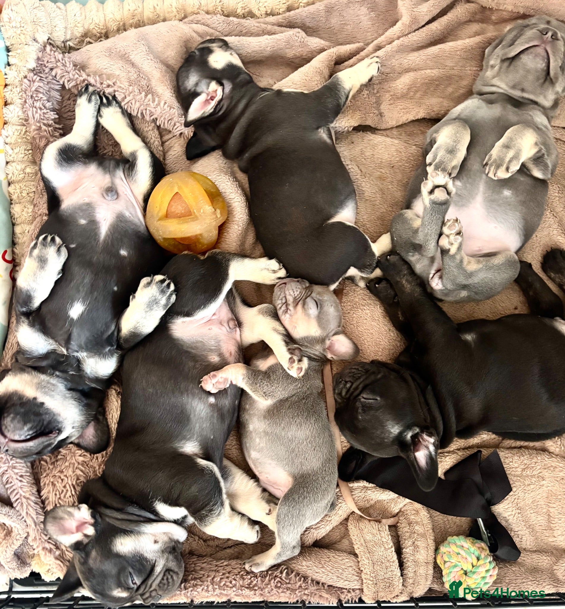 French Bulldog dogs 🩶🤍🤎 A Quality Box Of Frenchies 🩶🤍🤎 - Advert 12